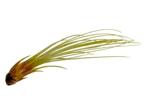 Juncea Air Plant