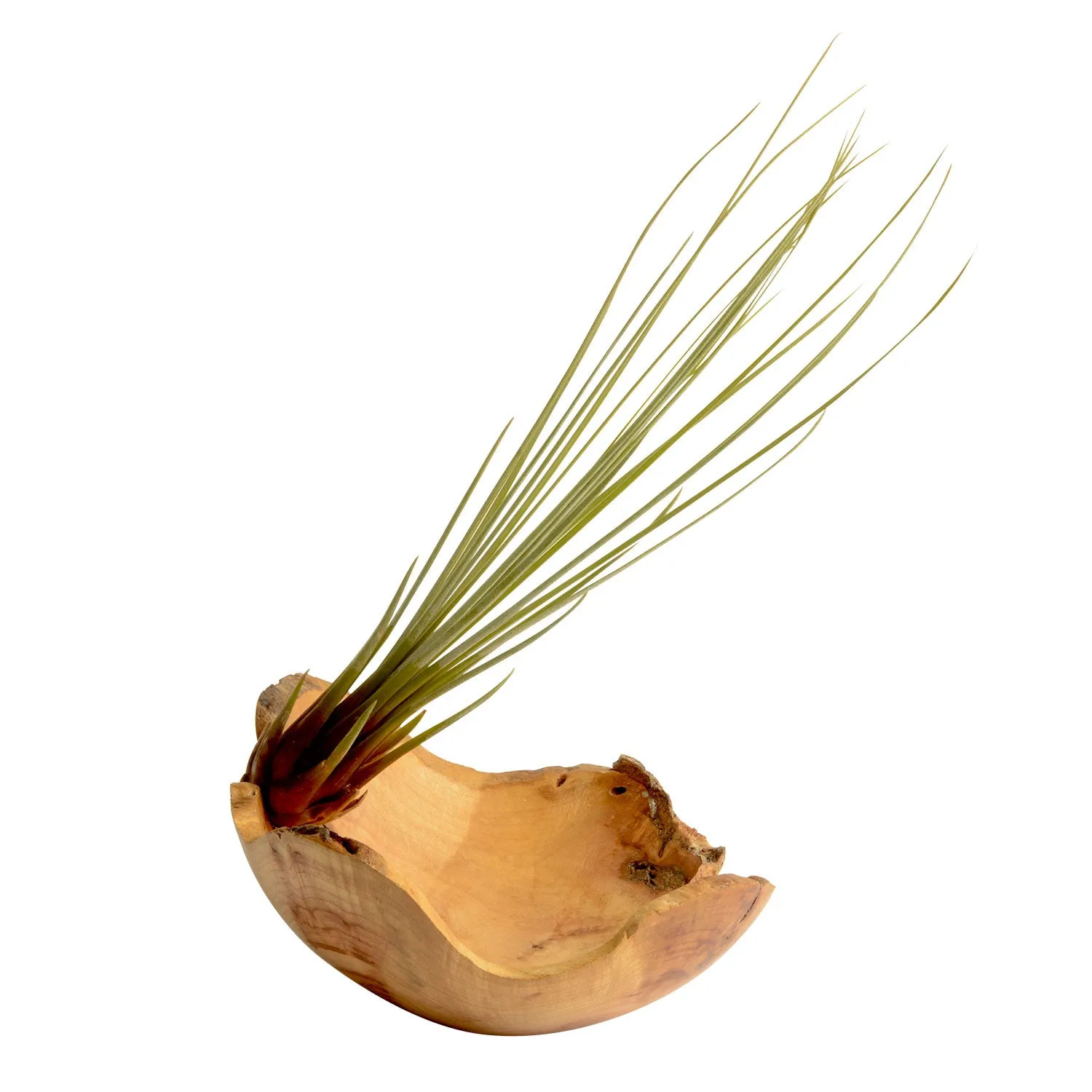 Juncea Air Plant